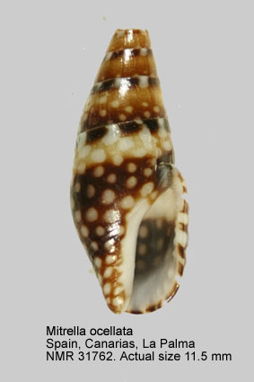 Mitrella ocellata (7).jpg - Mitrella ocellata(Gmelin,1791)